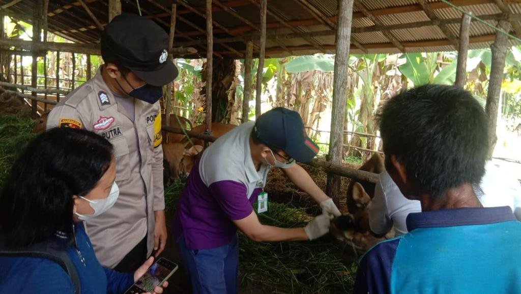 Polres Bartim Monitoring Wabah Penyakit Mulut dan Kaki