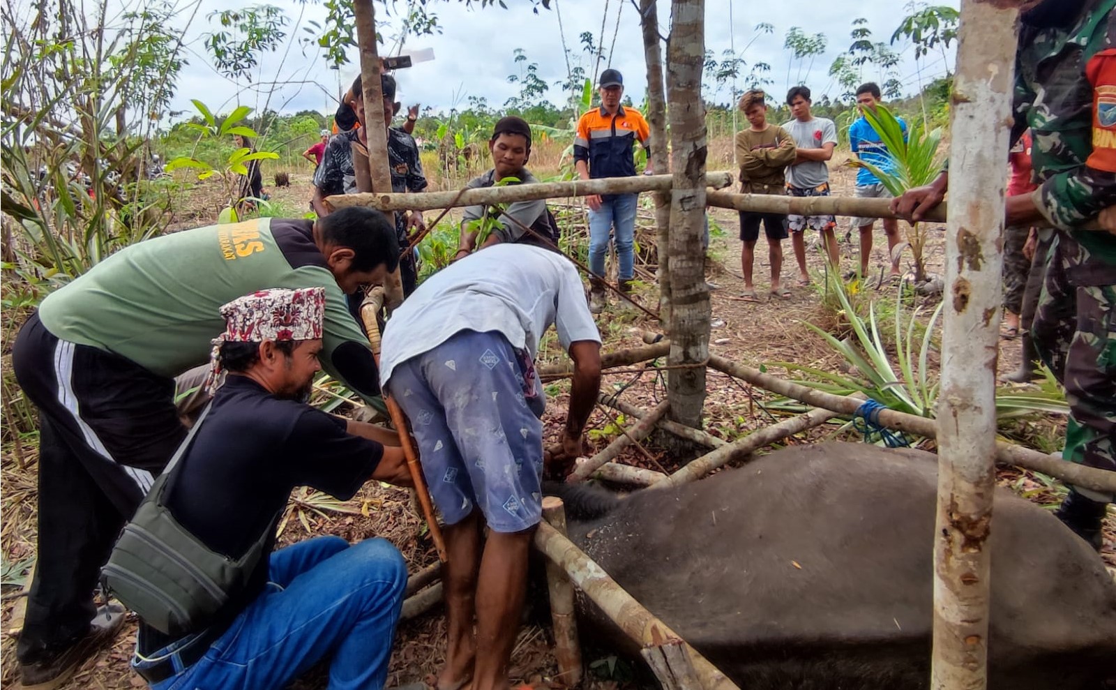 Penyembelehan hewan berupa satu ekor kerbau di acara adat pemalasan pembukaan tambang PT Sentosa Laju Sejahtera (SLS) site PT Bumi Barito di Desa Dorong, Kecamatan Dusun Timur, Kamis (27/10). Foto : Res