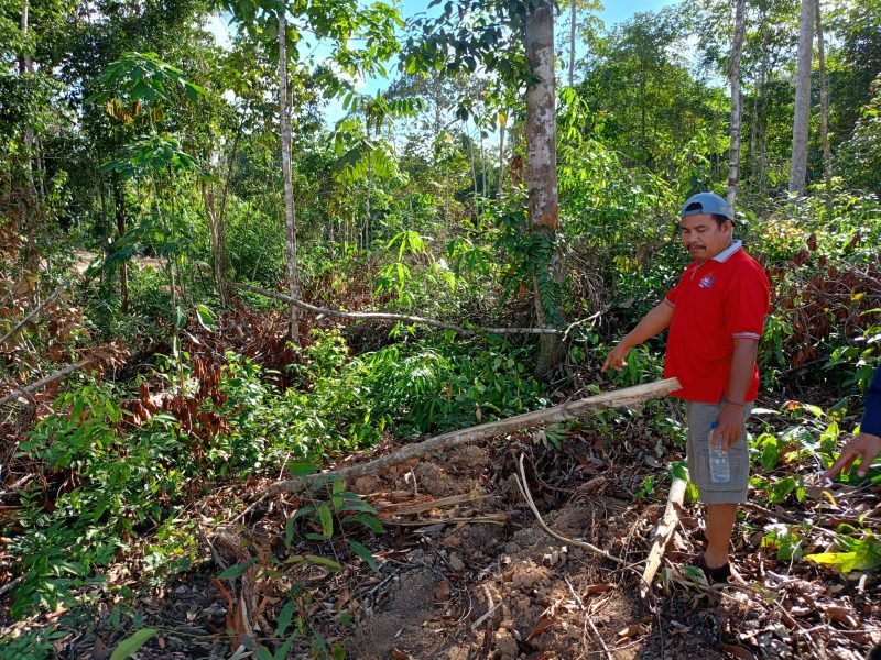 Begini kronologisnya Pohon Cempedak Rusak, Jalan Usaha Tani Rusak, PT SLS ‘Polisikan’ Warga Desa Dorong