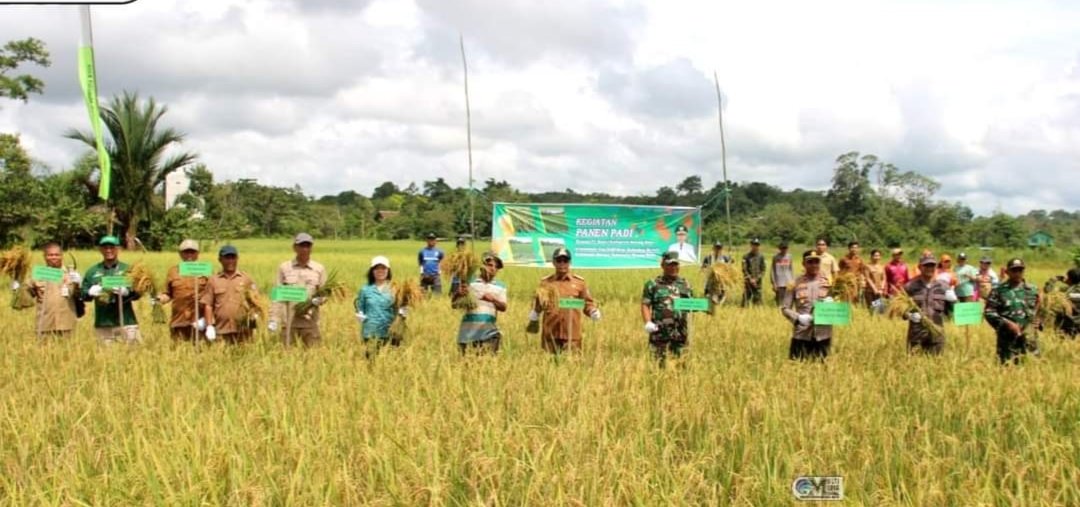 Pj Bupati Murung Raya Panen Padi Hasil Kelompok Tani