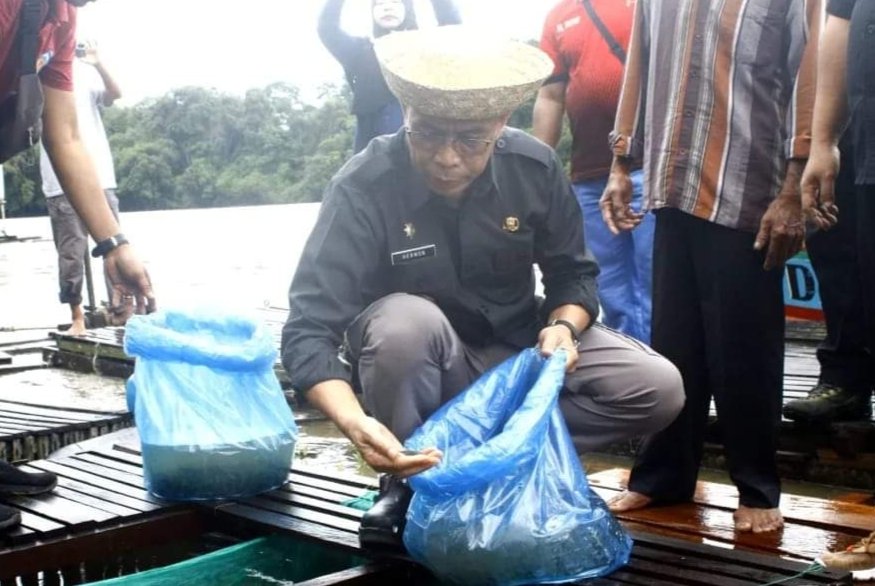 Pj Bupati Hermon Lakukan Panen dan Penebaran Benih Ikan Bersama Masyarakat