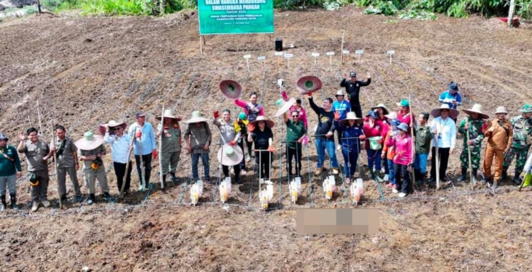 Penanaman Jagung Hibrida, Bukti Komitmen Pemkab Mura Dukung Produktivitas Petani